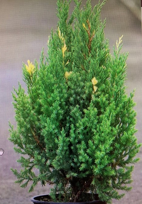 Можжевельник китайский Стрикта Вариегата